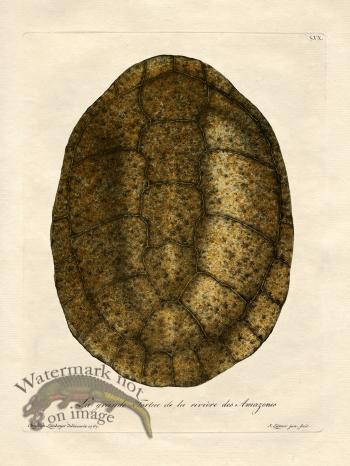 Trew Turtle Shell 15